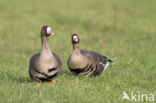 White-fronted goose (Anser albifrons)