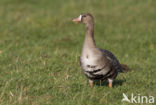 White-fronted goose (Anser albifrons)