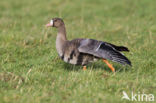White-fronted goose (Anser albifrons)