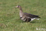White-fronted goose (Anser albifrons)