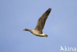 White-fronted goose (Anser albifrons)