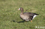 White-fronted goose (Anser albifrons)