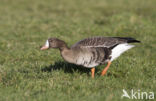 White-fronted goose (Anser albifrons)