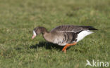 White-fronted goose (Anser albifrons)