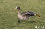 White-fronted goose (Anser albifrons)