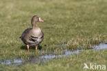 White-fronted goose (Anser albifrons)
