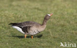 White-fronted goose (Anser albifrons)