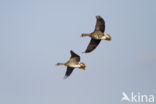 White-fronted goose (Anser albifrons)