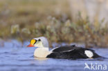 King Eider (Somateria spectabilis)