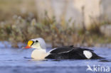 King Eider (Somateria spectabilis)