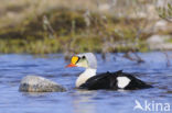 King Eider (Somateria spectabilis)