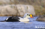 King Eider (Somateria spectabilis)