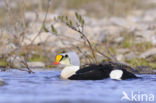 King Eider (Somateria spectabilis)