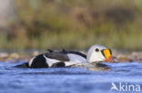 King Eider (Somateria spectabilis)