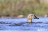 King Eider (Somateria spectabilis)