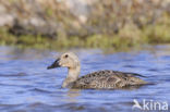 King Eider (Somateria spectabilis)