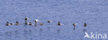 King Eider (Somateria spectabilis)