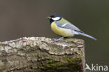 Great Tit (Parus major)