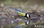 Great Tit (Parus major)