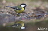 Koolmees (Parus major)