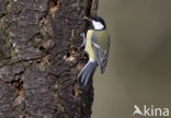 Great Tit (Parus major)