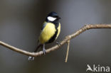 Great Tit (Parus major)