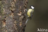 Koolmees (Parus major)