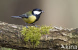 Koolmees (Parus major)