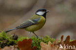 Great Tit (Parus major)