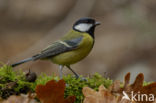 Koolmees (Parus major)