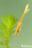 Koperen beekjuffer (Calopteryx haemorrhoidalis)