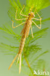 Mediterranean Demoiselle (Calopteryx haemorrhoidalis)