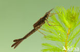 Mediterranean Demoiselle (Calopteryx haemorrhoidalis)