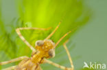 Koperen beekjuffer (Calopteryx haemorrhoidalis)