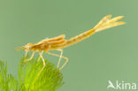 Mediterranean Demoiselle (Calopteryx haemorrhoidalis)