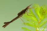 Mediterranean Demoiselle (Calopteryx haemorrhoidalis)