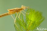 Mediterranean Demoiselle (Calopteryx haemorrhoidalis)