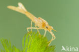 Koperen beekjuffer (Calopteryx haemorrhoidalis)