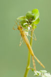 Koperen beekjuffer (Calopteryx haemorrhoidalis)