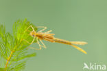 Mediterranean Demoiselle (Calopteryx haemorrhoidalis)