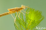 Koperen beekjuffer (Calopteryx haemorrhoidalis)