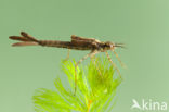 Koperen beekjuffer (Calopteryx haemorrhoidalis)