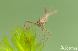 Koperen beekjuffer (Calopteryx haemorrhoidalis)