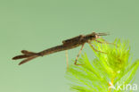 Mediterranean Demoiselle (Calopteryx haemorrhoidalis)