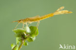 Mediterranean Demoiselle (Calopteryx haemorrhoidalis)