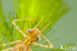 Koperen beekjuffer (Calopteryx haemorrhoidalis)