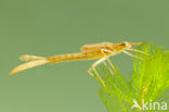 Mediterranean Demoiselle (Calopteryx haemorrhoidalis)