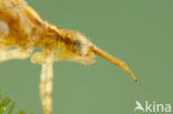 Mediterranean Demoiselle (Calopteryx haemorrhoidalis)