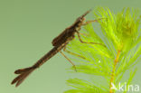 Mediterranean Demoiselle (Calopteryx haemorrhoidalis)