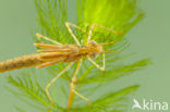 Koperen beekjuffer (Calopteryx haemorrhoidalis)